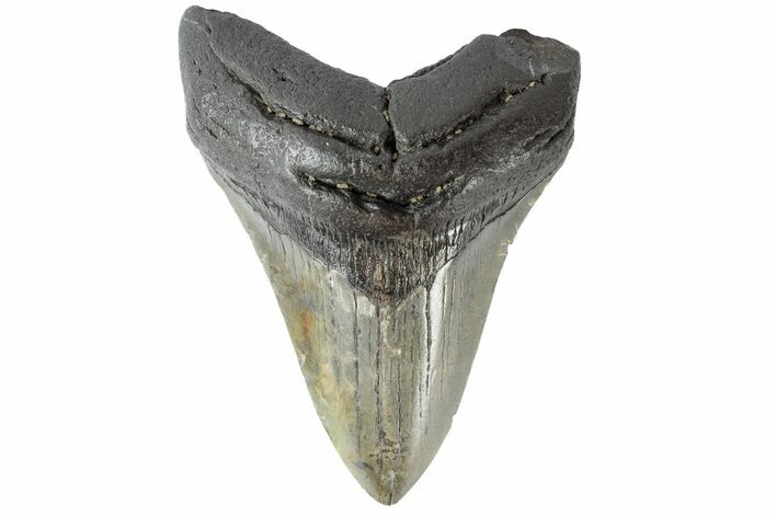 Fossil Megalodon Tooth - South Carolina #164988